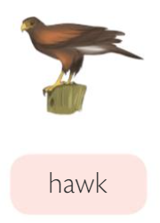 hawk.png